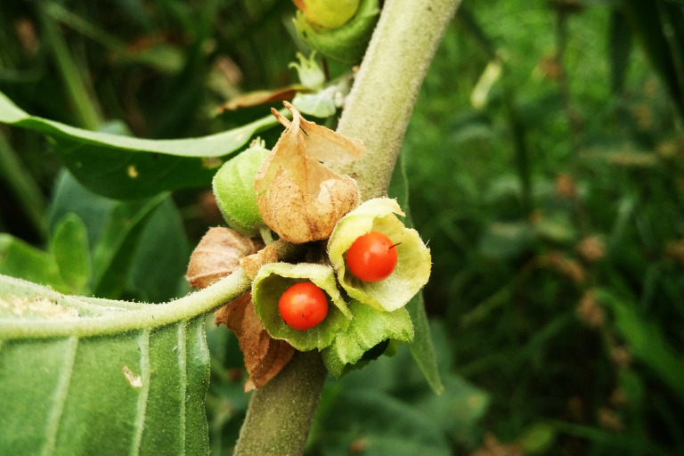 Main benefits of ashwagandha